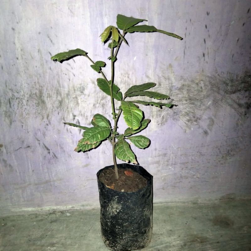 bibit matoa super unggul  berbuah pendek