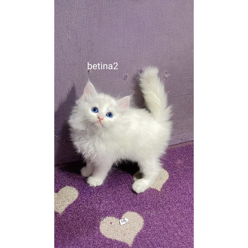 Promo diskon 65% kucing persia