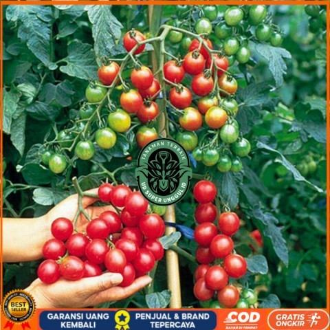 Bibit Tanaman Cerry Tomat / Ceri Tomat Rimbun Bibit Tanaman valid UD SUPER UNGGUL ID