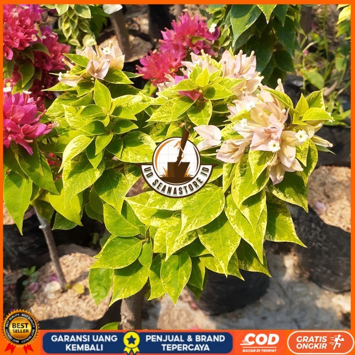 TANAMAN HIAS BOUGENVILLE 2-3 WARNA BATANG BESAR SUDAH BERBUNGA CANTIK Bibit Tanaman Super Unggul UD 