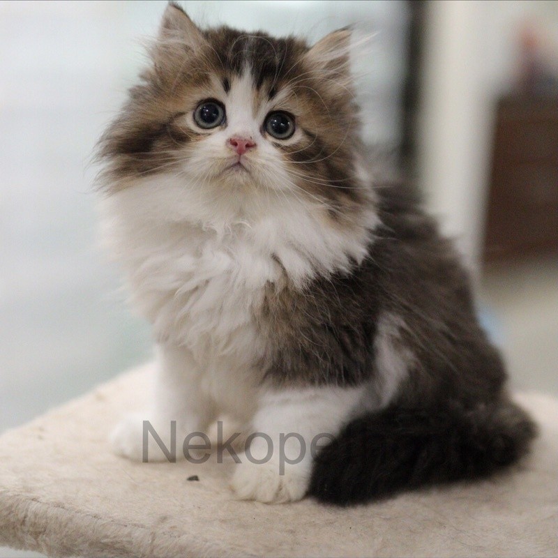 kucing Kitten Persia mix British Longhair Golden import Pedigree Jantan Umur 2.5 Bulan