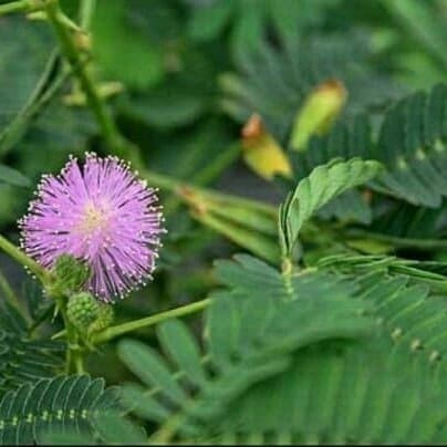

Daun putri malu segar 500 grm