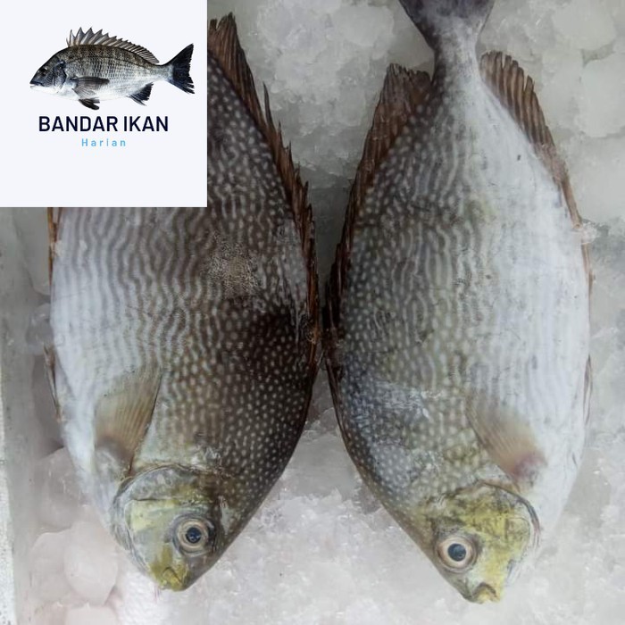 

Ikan Baronang Segar Fresh Dan Berkualitas