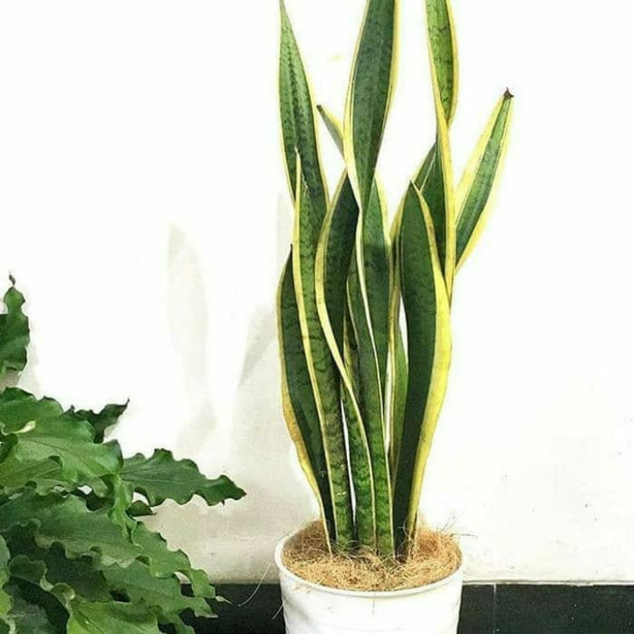 sensivera lidah mertua tinggi 1meter