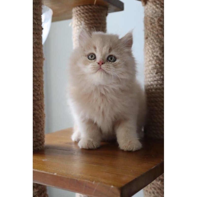 KUCING PERSIA FLATNOSE LONG HAIR BY TAMARACATHOUSE