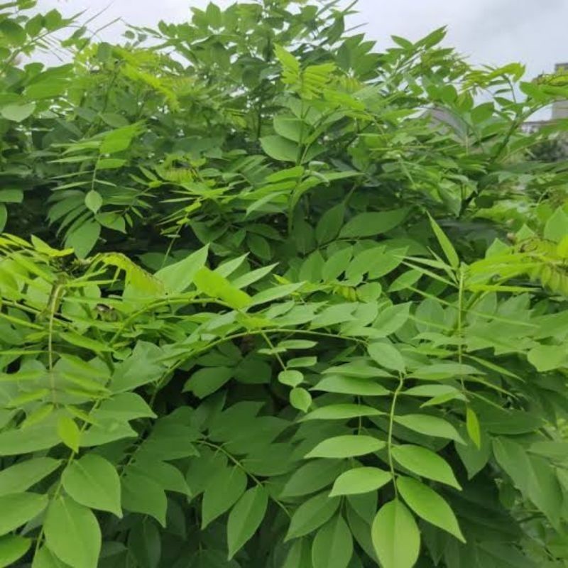 

DAUN GAMAL GRASEDIA SEGAR 1 Kg | BONUS STEK BIBIT