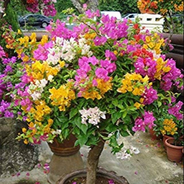 Bibit bunga bugenvil 3 warna