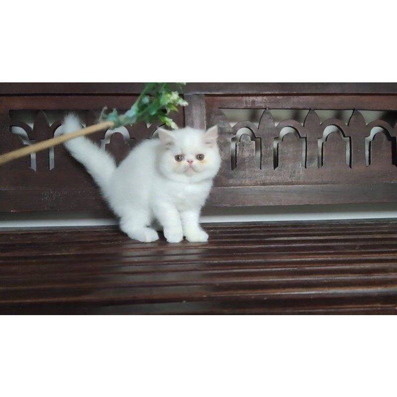 kitten Persia peaknose