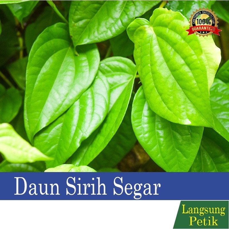 

HAFIKA Daun Sirih | Daun Sirih Segar | Daun Sirih Hijau Segar | Daun Sirih Segar- Sirih Hijau Fresh / Sirih 100% Organik Langsung Di Petik Saat Ada Pemensanan Masuk
