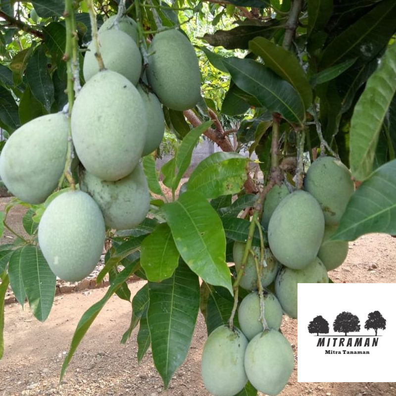 Bibit Mangga Manalagi Madu