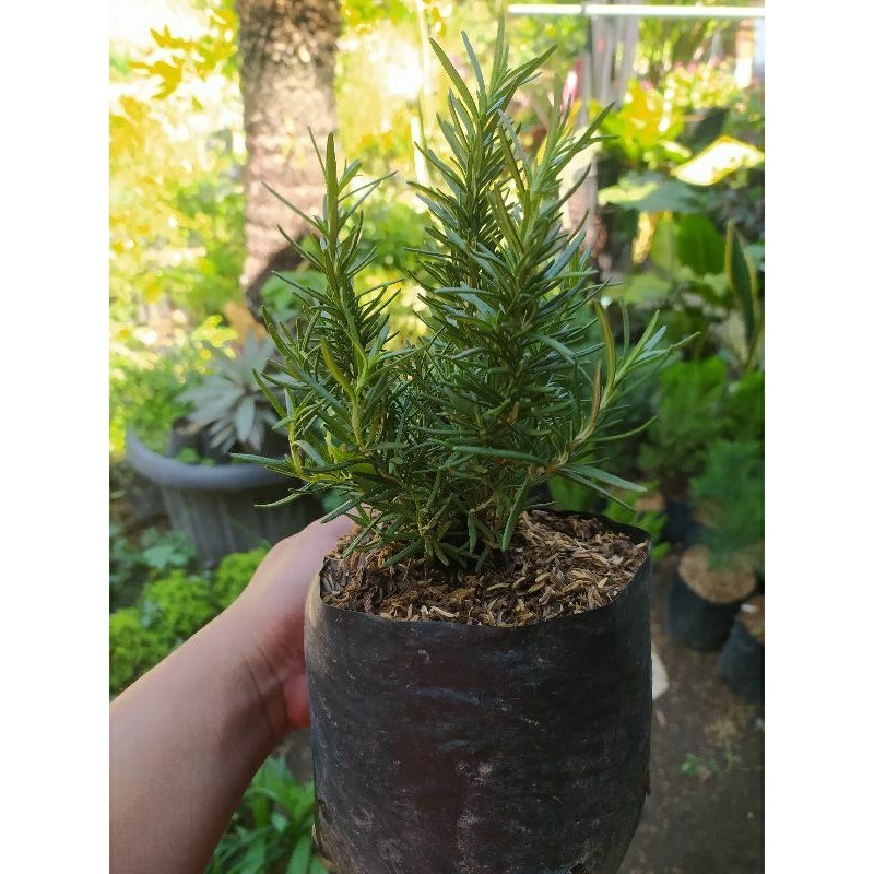 Bibit Rosemary