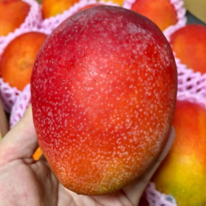 bibit mangga miyazaki asli original