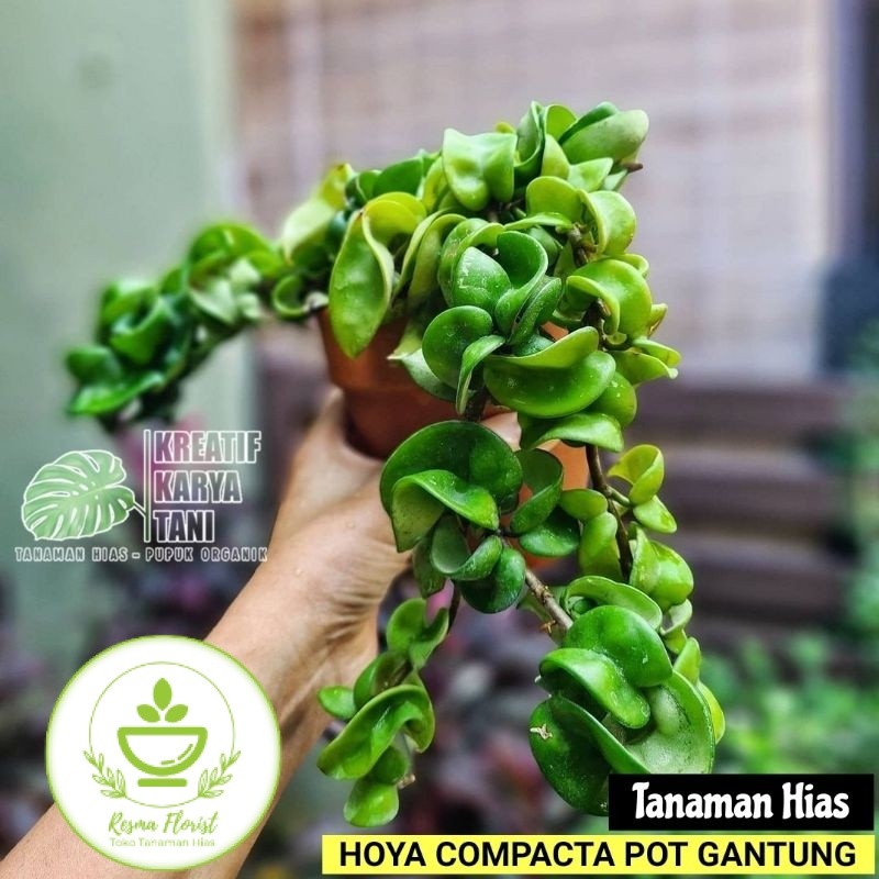 ( BISA BAYAR DI TEMPAT ) Hoya Compacta - Tanaman hias pot gantung Hoya Compacta
