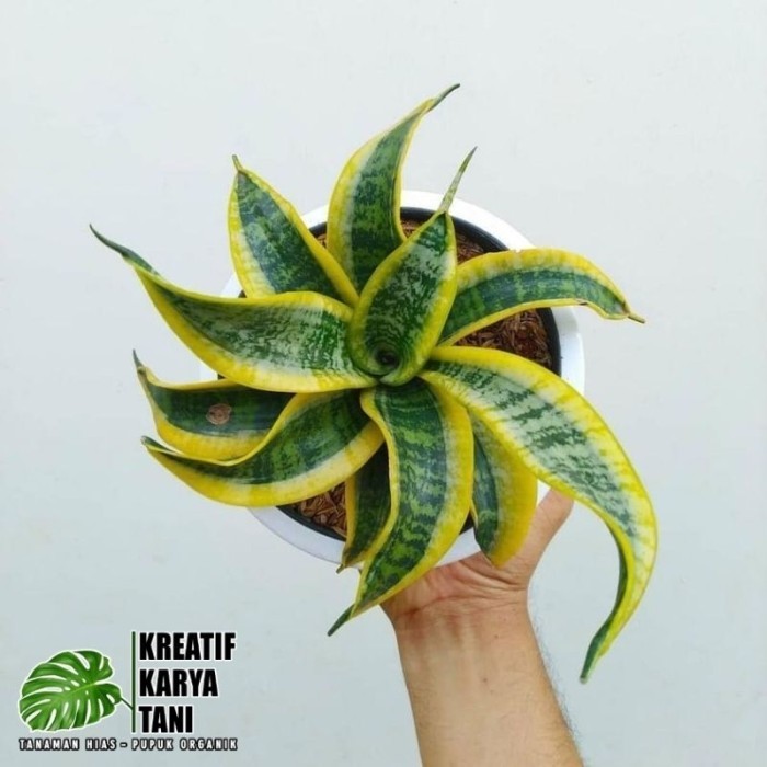 Tanaman hias sansivera twister - Sansivera twister