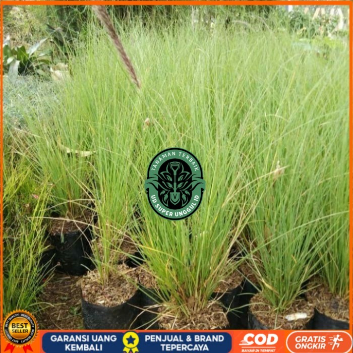 Bibit Tanaman Alang Alang Ekor Kuda/ Alang-Alang Ekor Kuda Bibit Tanaman valid UD SUPER UNGGUL ID