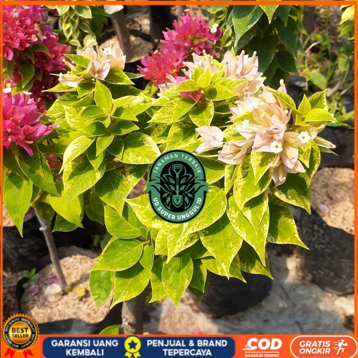 TANAMAN HIAS BOUGENVILLE 2-3 WARNA BATANG BESAR SUDAH BERBUNGA Bibit Tanaman Valid UD SUPER UNGGUL I