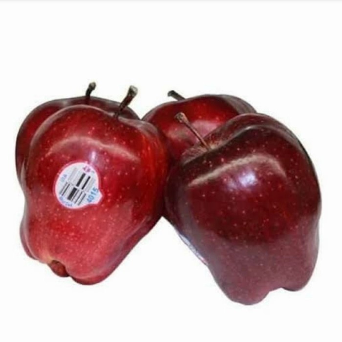Bibit Tanaman Buah Apel Washington USA Okulasi