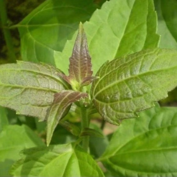 

Daun balakacida asli organik siap kirim. bukan setek tapi pohon 500 gram
