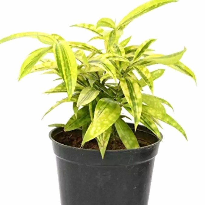 Tanaman Hias Drasena Golden | Drasena kuning | Bunga Bambu cina