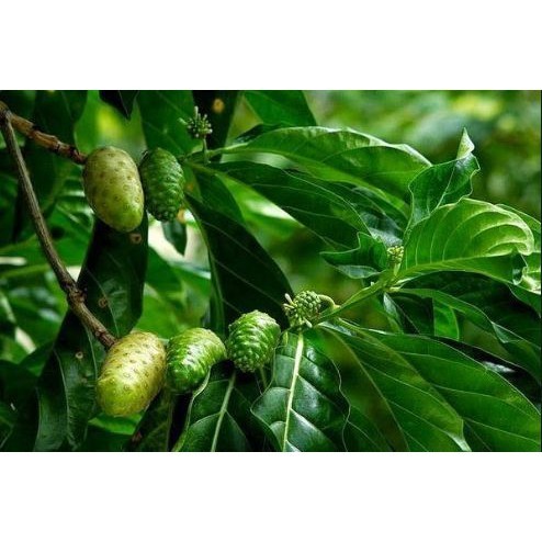 

REMPAH Buah Mengkudu Pace Perbuah Segar Fresh Obat Herbal Asli