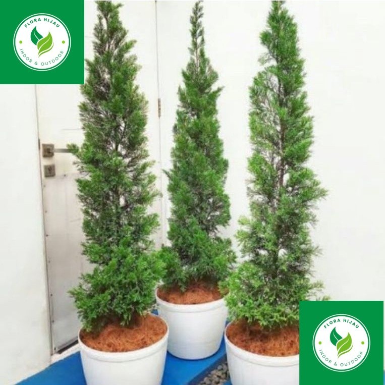 ~ ( BISA COD ) Tanaman Hias Cemara Papua Cemara Lilin Tinggi 1 Meter Pohon Cemara Papua / Tanaman In