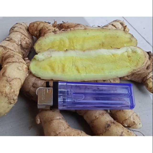 

KUNYIT PUTIH SEGAR 1KG TEMU PUTIH CURCUMA ZEDOARIA HERBAL PENYAKIT KANKER