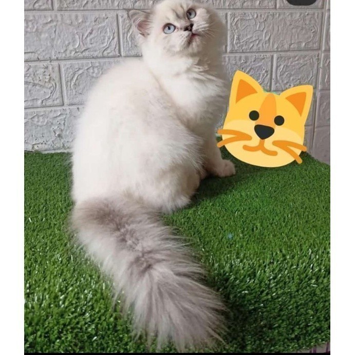 kucing Persia / kucing Himalaya / kucing jantan / kucing anggora / sudah faksin