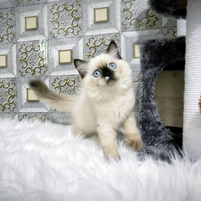 Kucing Persia Himalaya Anggora Ragdoll Kitten