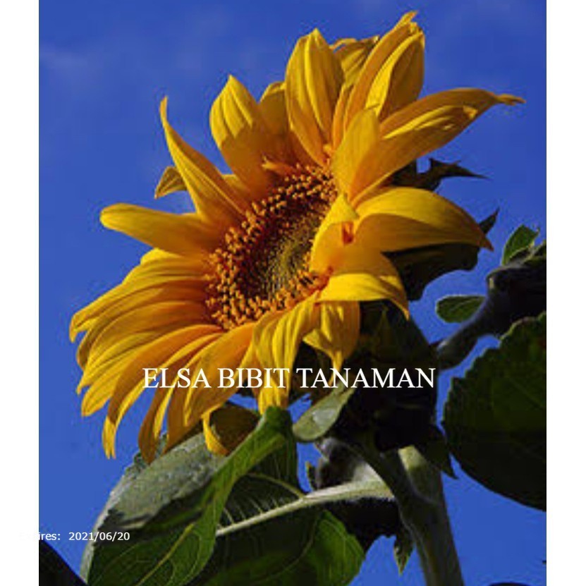 BIBIT BUNGA MATAHARI PENGHIAS TAMAN (BELI 5 GRATIS 1) - Habibit