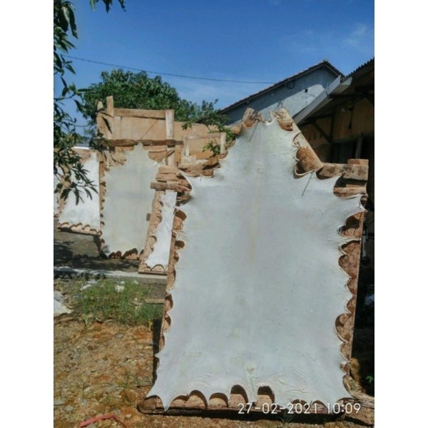 KG78LP kulit kambing kulit lembaran bahan rebana hadroh kulit jumbo bedug kulit kambing rebana kulit