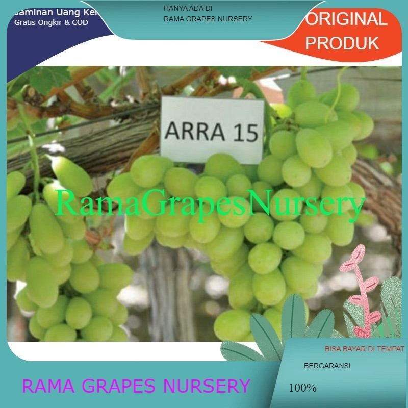 bibit anggur import arra 15