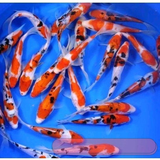 SQ pakan/bibit ikan koi blitar size 4-5cm minimal order 15 ekor hias natural akuarium