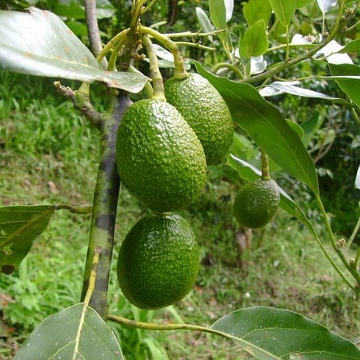 bibit alpukat hass original