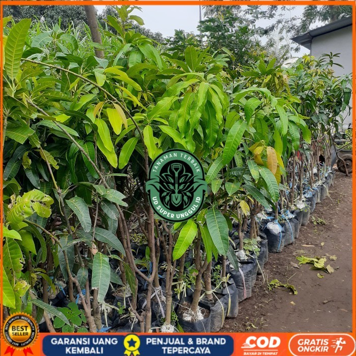 BIBIT TANAMAN BUAH MANGGA TINGGI 1,5 METER JENIS MAHATIR, KIOJAY DLL Bibit Tanaman valid UD SUPER UN