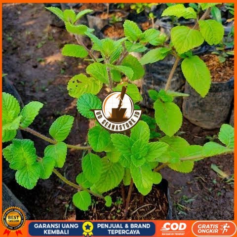 Bibit Cincau Hitam Asli | Bibit Tanaman Cincau Hitam Janggelan Bibit Tanaman Super Unggul UD SEANAST