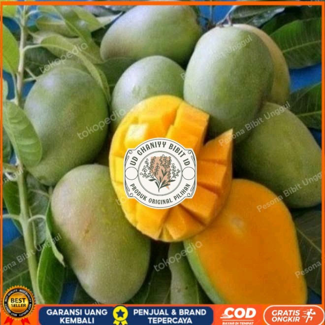 Bibit Mangga Harum Manis Probolinggo Tinggi 2 Meter Batang Besar Bibit Tanaman Super Unggul UD GHANI