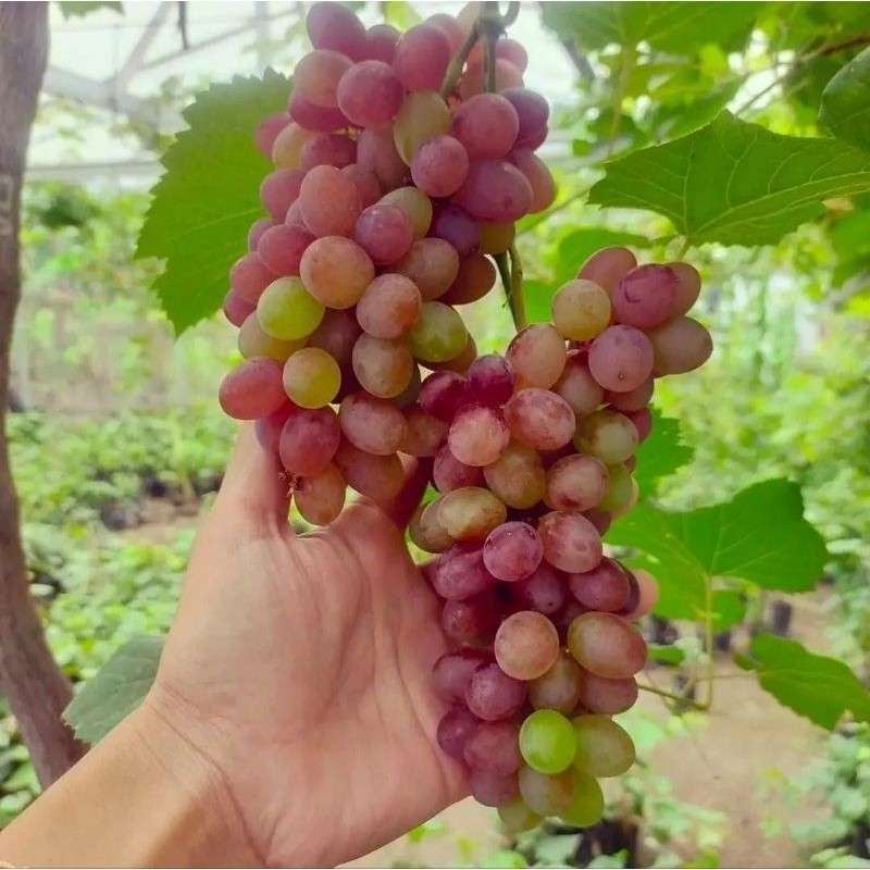 Bibit Anggur Jupiter Genjah Grafting Valid