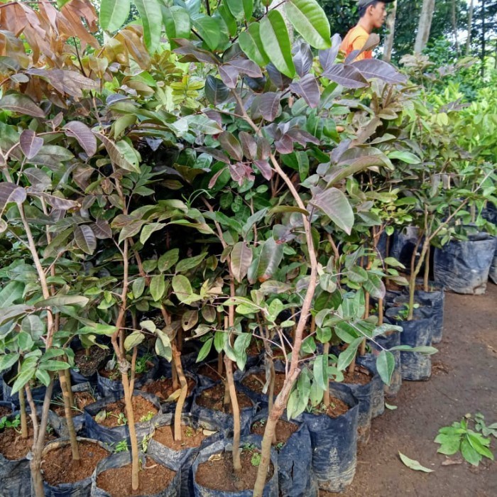 bibit tanaman buah kelengkeng merah super tinggi 1 meter batang besar