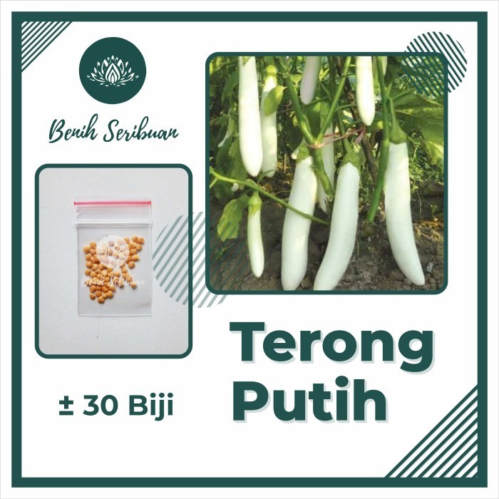30 Benih Terong Putih Panjang Pulus Bibit Sayuran Unggul Bintang Asia - TERONG PUTIH