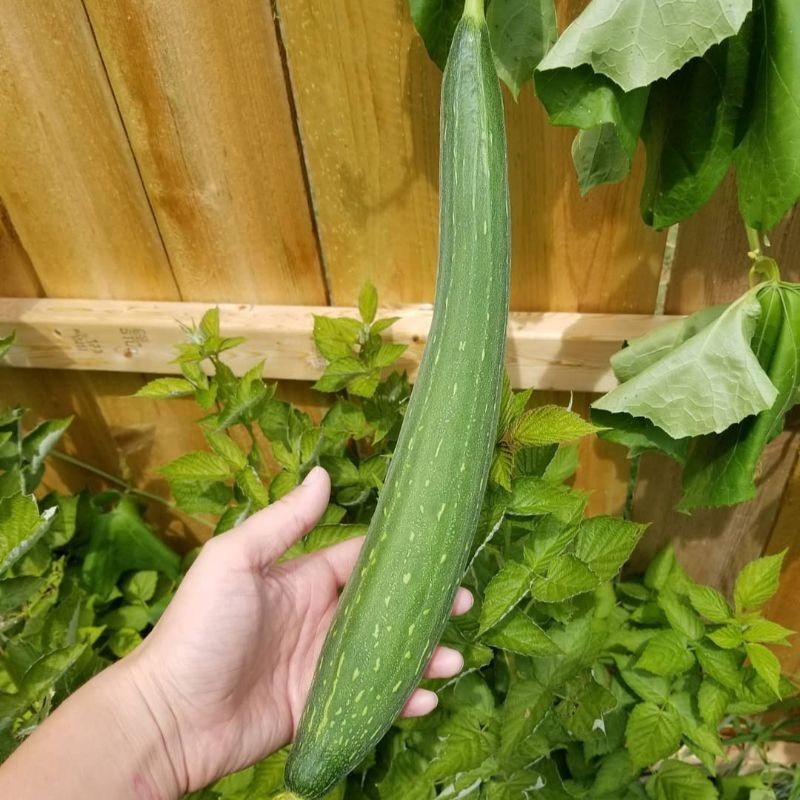 3 Biji - Benih Blustru LUFFA tipe buah panjang, oyong lokal