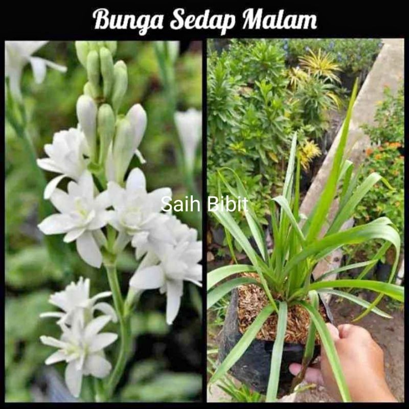 PROMO BIBIT BUNGA SEDAP MALAM (WANGI)