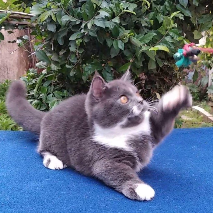 kucing munchkin british shorthair / kucing kaki cebol bsh