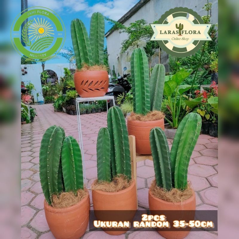 Tanaman Kaktus Koboi Tanpa Duri 2pcs / Tanaman hias Kaktus koboi / Tanaman Cactus hidup / Pohon kakt