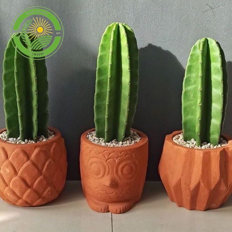 Tanaman hias kaktus belimbing - kaktus koboi - tanaman hias kaktus