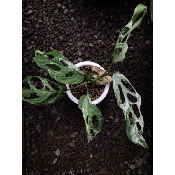 PROMO tanaman hias monstera andasoni varigata lokal / monstera janbol varlokal / monstera janda bolo