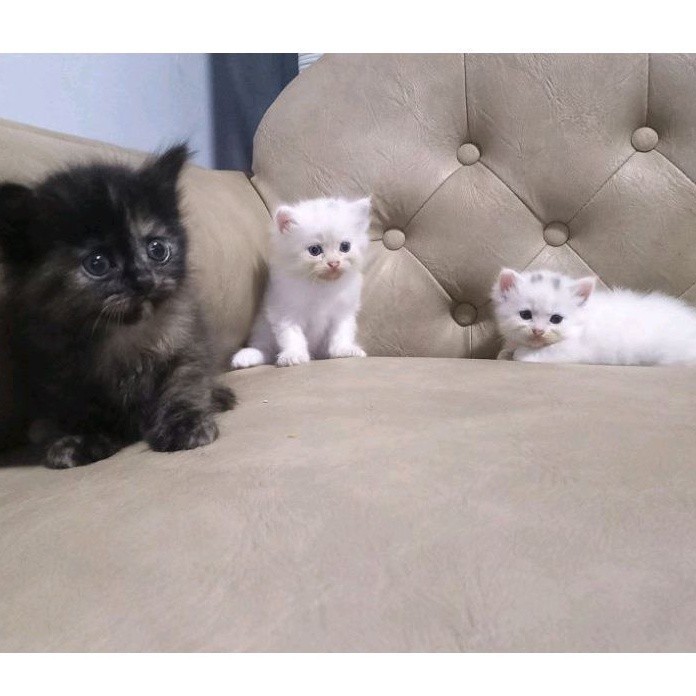 Adopsi Kucing British Mix Persia - 1002