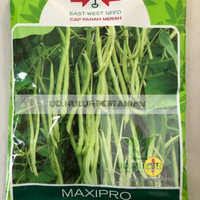 Benih buncis panah merah MAXIPRO 500 gram