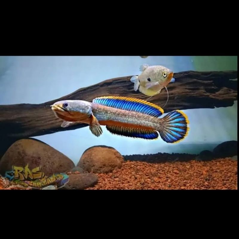 BIOTA Limbata CB lawu rim tebal 5-10cm | Full pelet + Bonus Pelet PB