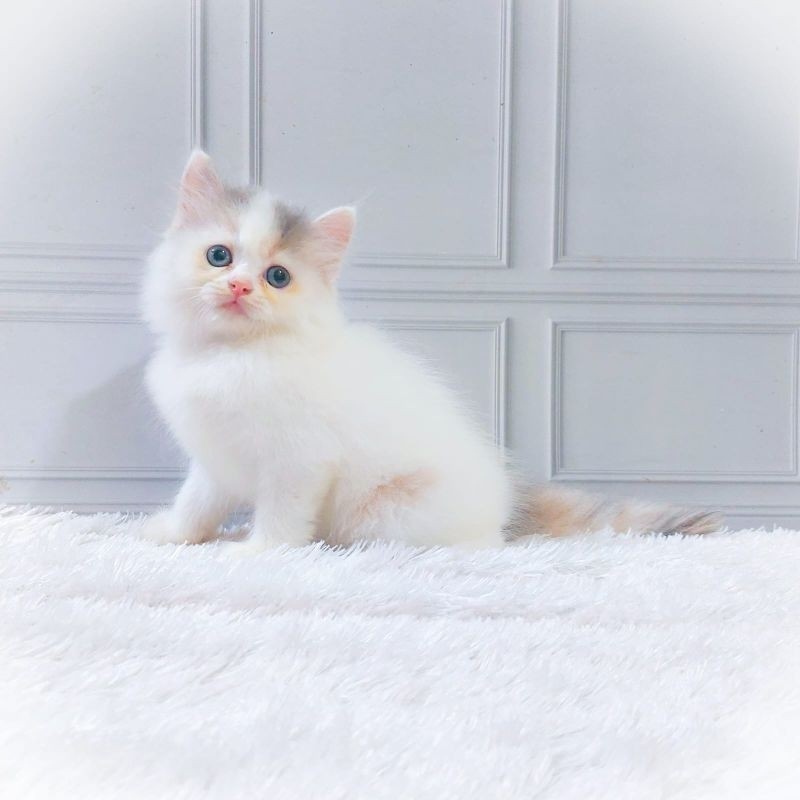 kucing persia Kitten/munchkin/peaknose