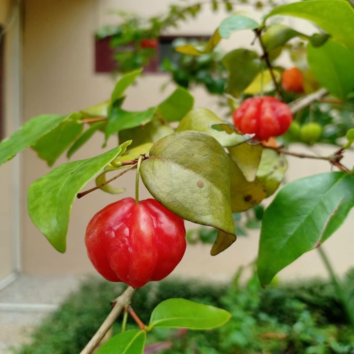 bibit tanaman dewadaru/cermai belanda